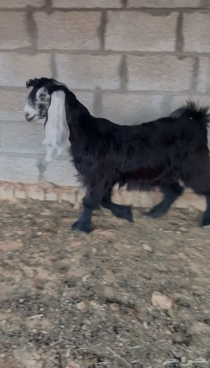 جفره عارضيه صنف تم البيع 1