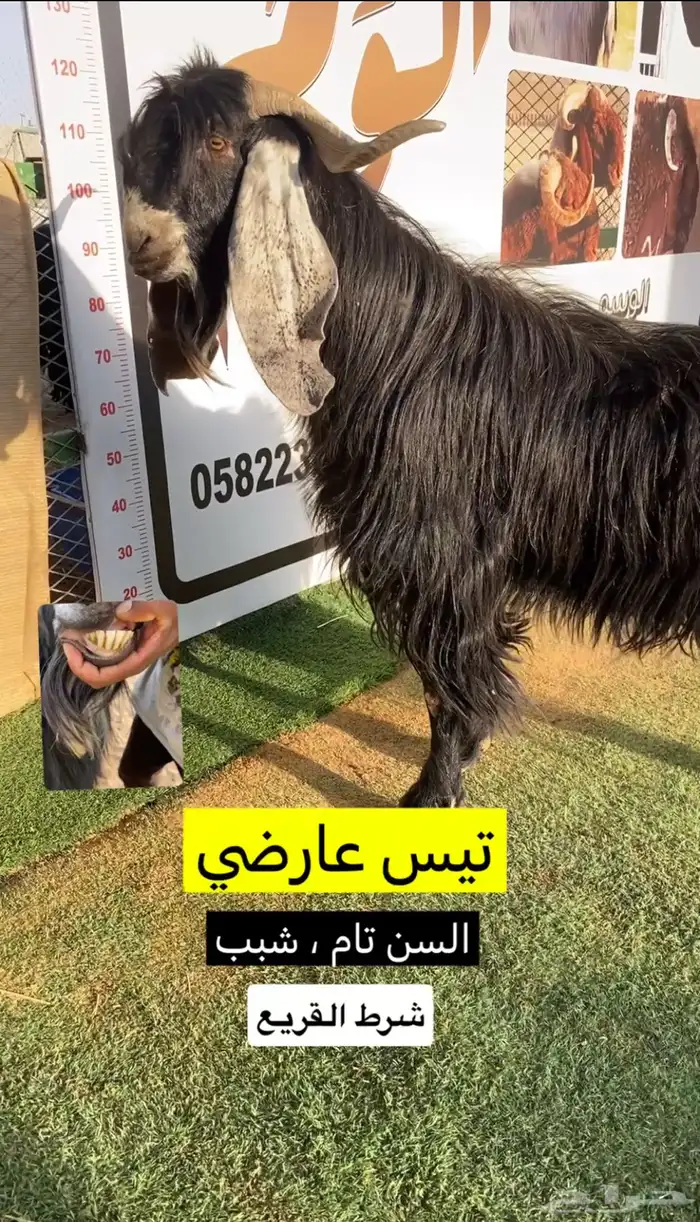 تيس عارضي 2