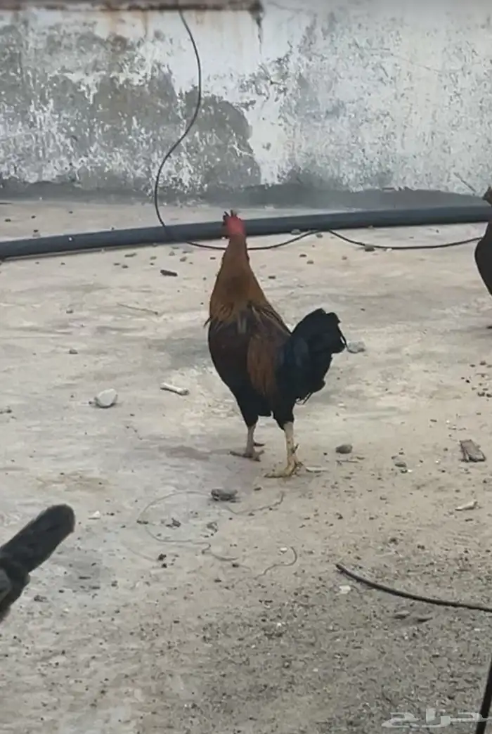 دجاج ل البيع 6