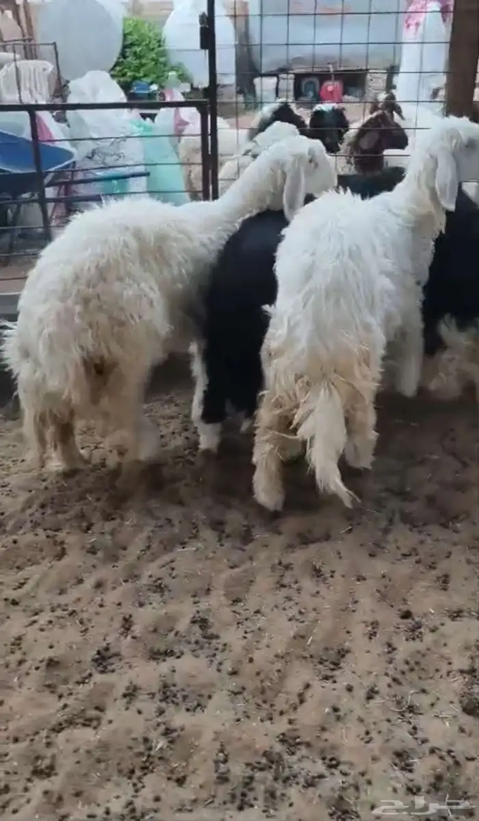 رخال نجد 2