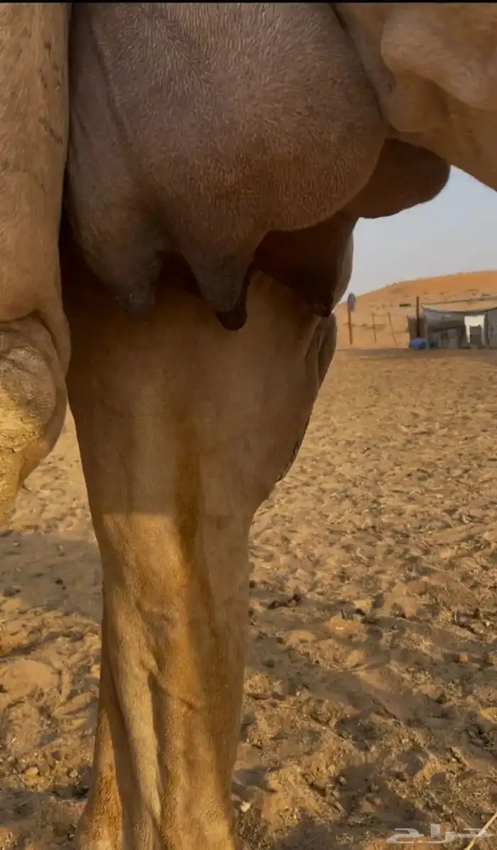 ناقتين للبيع مع القعدان 3