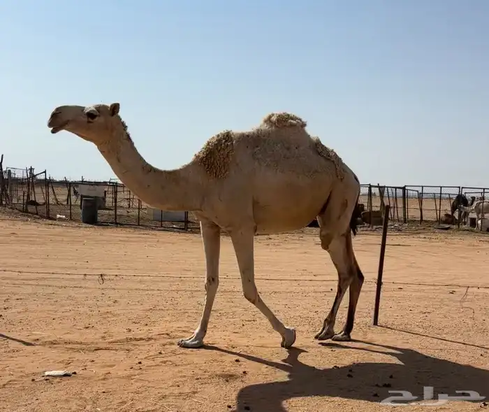 بكره لقحه قريب 1