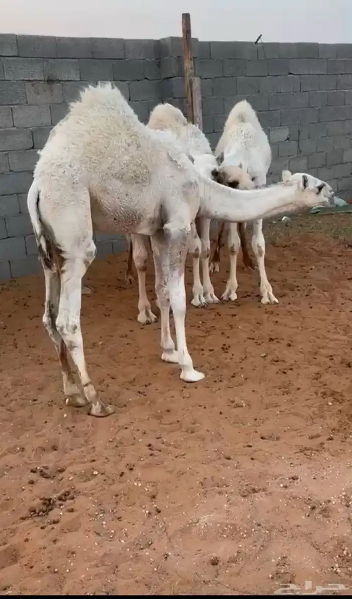 قعود للبيع على اربع اجزاء 1