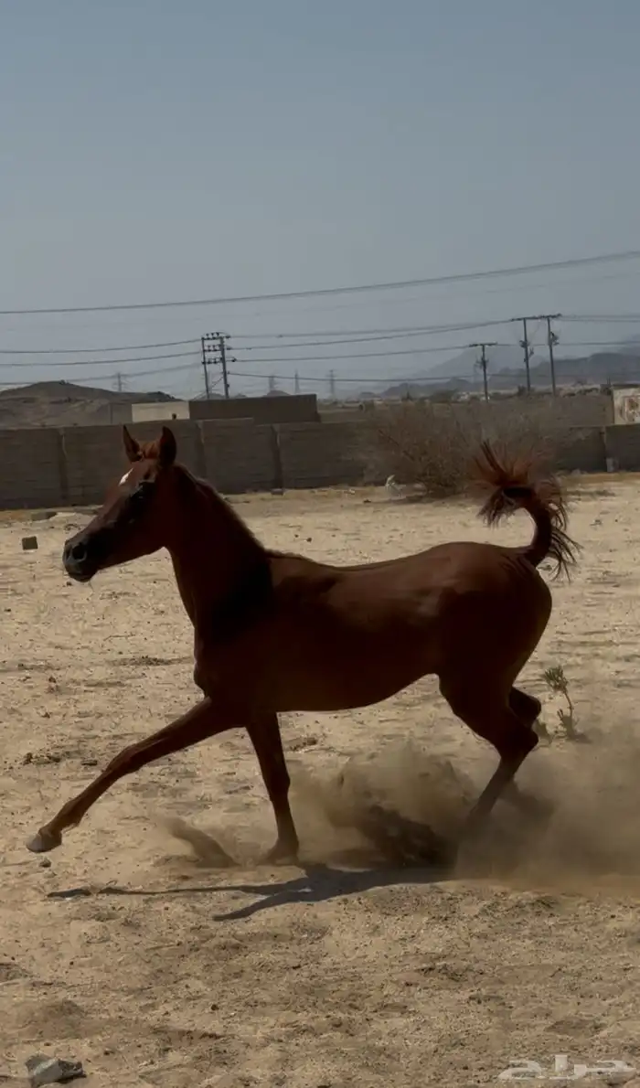 مهرة فاخرة 2