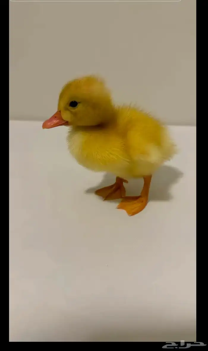 بط بكيني 1