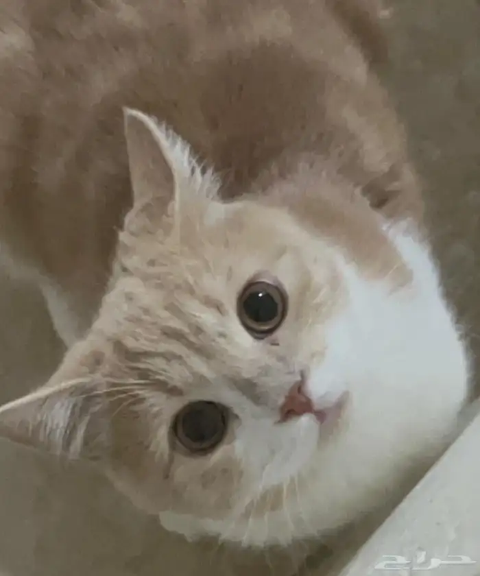 قط شيرازي للتبني 1