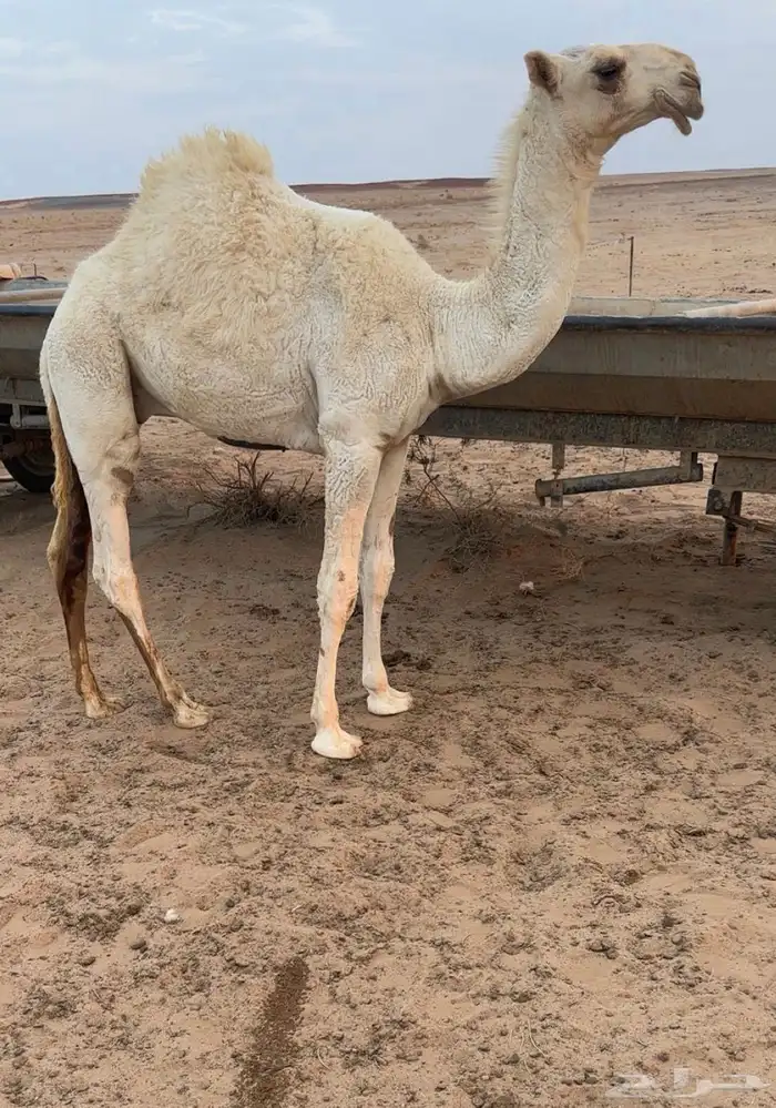 للبيع الحوار الاوضح الكفوو 0