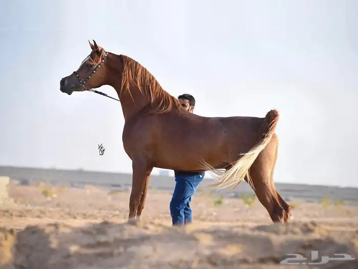 مهرة فاخرة 3