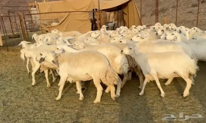 حرش مراح وصغار سن 4