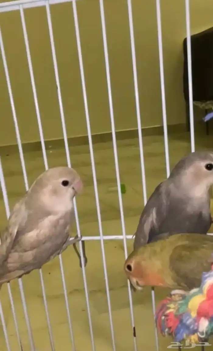 روز فروخ 3