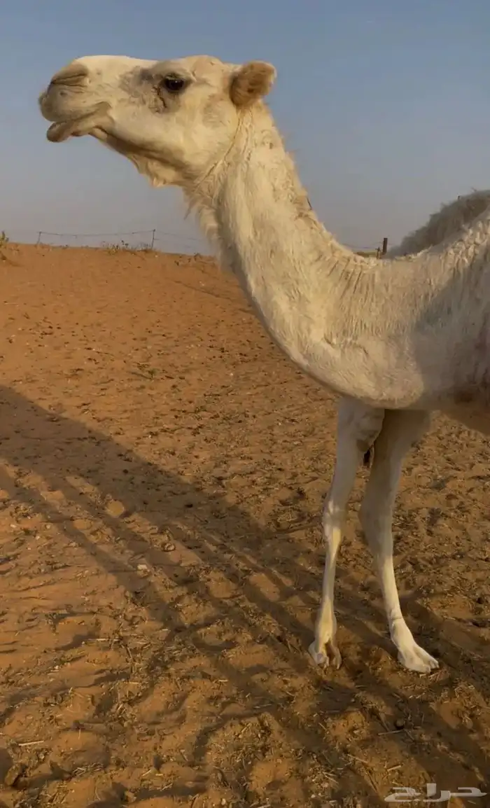 ناقتين للبيع مع القعدان 0