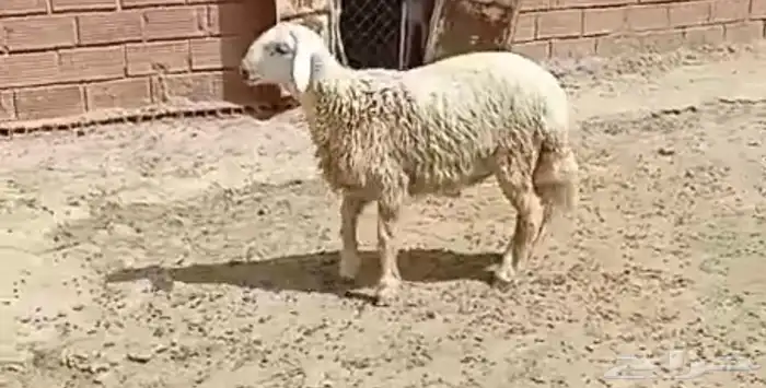 مشروع فحل 0