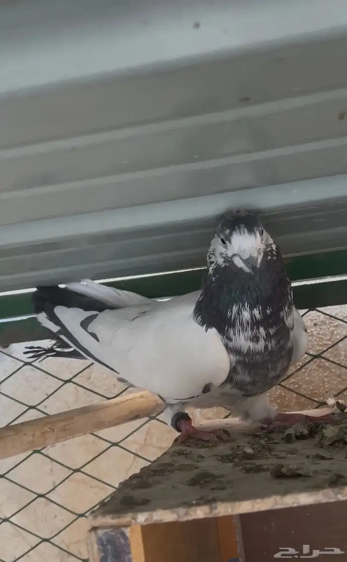 جوز قطايف وجوز باكستاتي 7