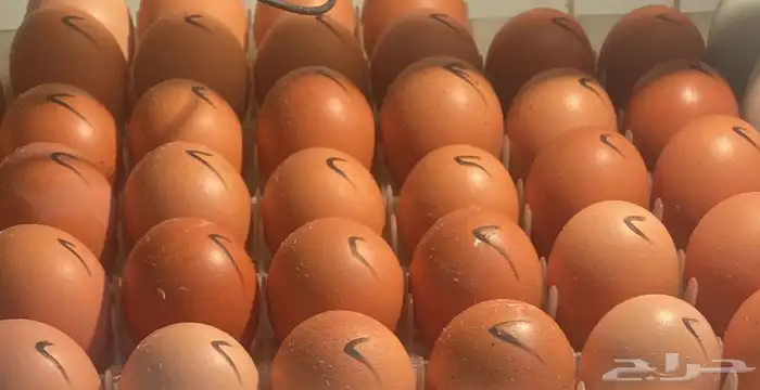 دجاج لهمان الماني 2