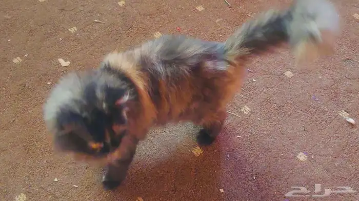 قطط للتبني 2