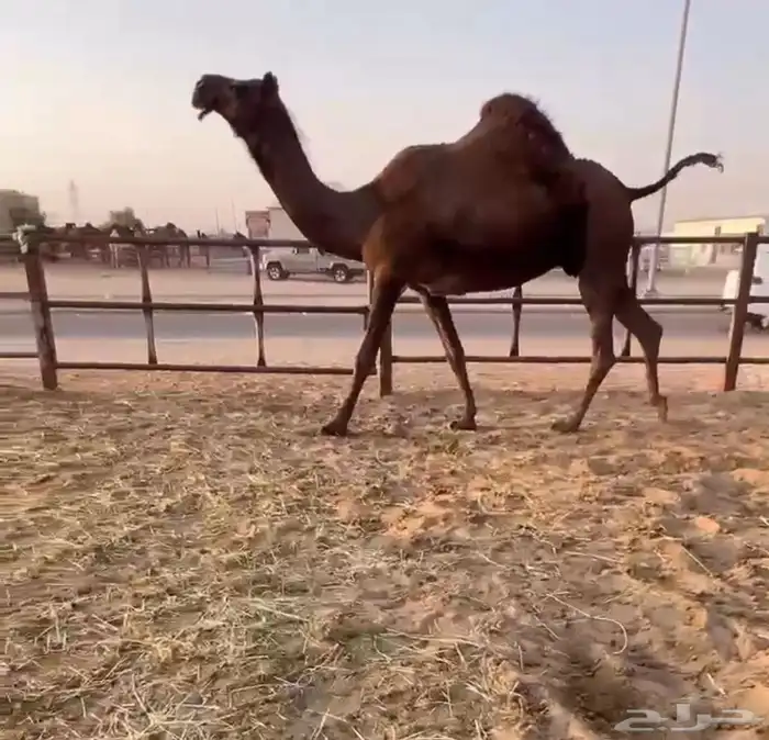 لقحه كفو مجاهيم 0