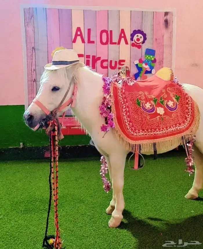 بوني خيل صغير ايجار 1