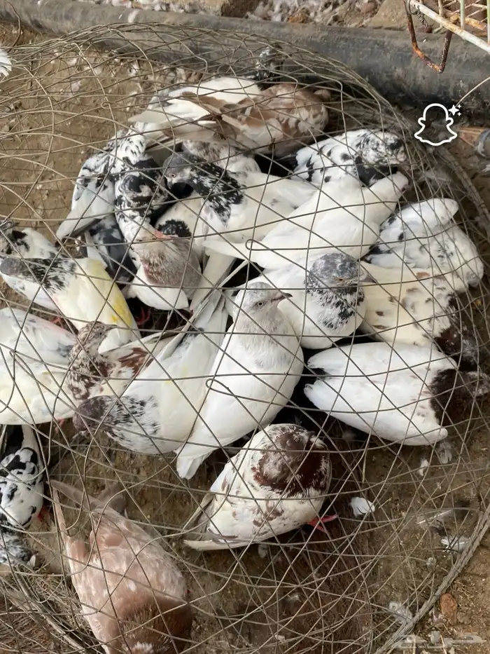 للبيع حمام باكستاني عادي 1