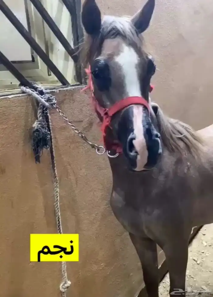 مهر للبيع 2