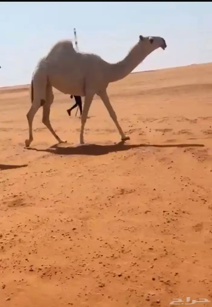 بكار العدد 2 1
