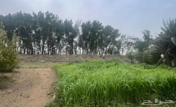 مطلوب غرفة استنبات أ لا ي ج ا ر 0