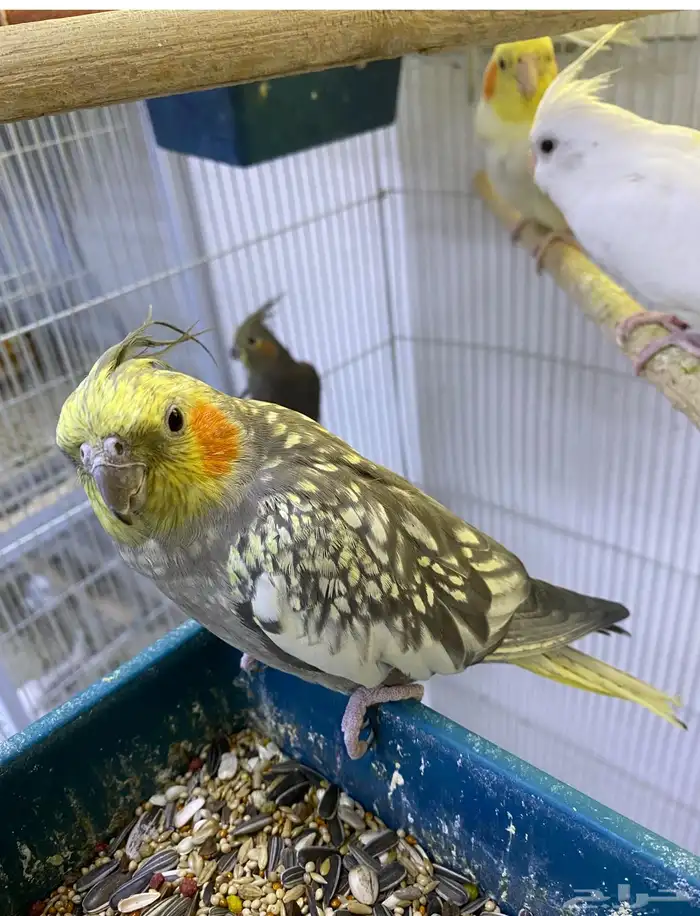 اناثي كروان منتجه 0