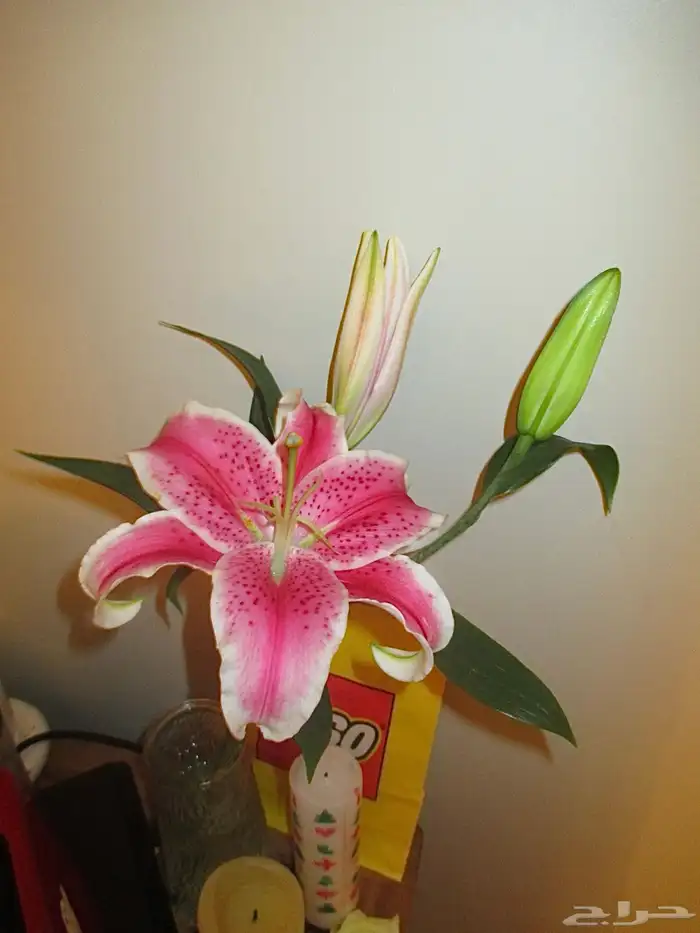 كاميرا ديجتال( كانون) 3