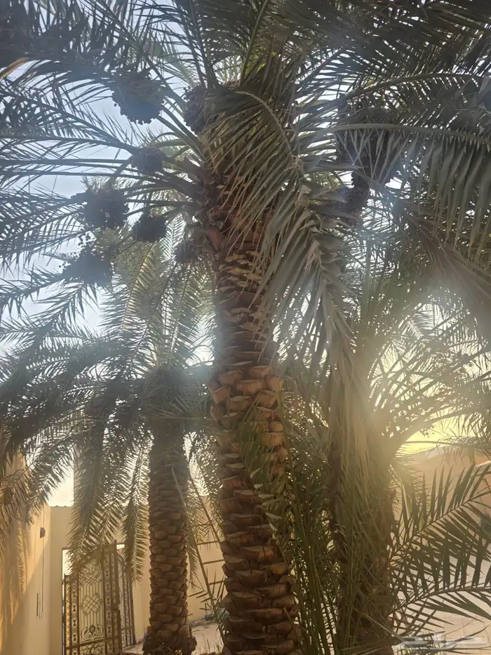 نخل برحي فاخرر 2