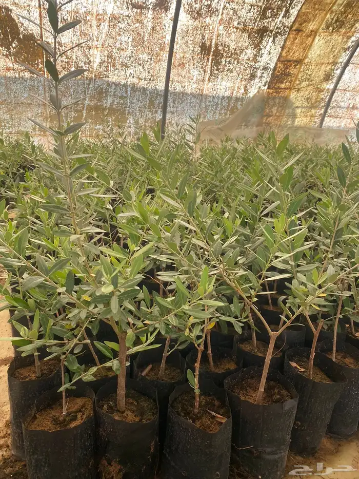 شتلات زيتون رومي 0