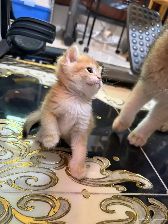 سكوتش قولد للبيع 2