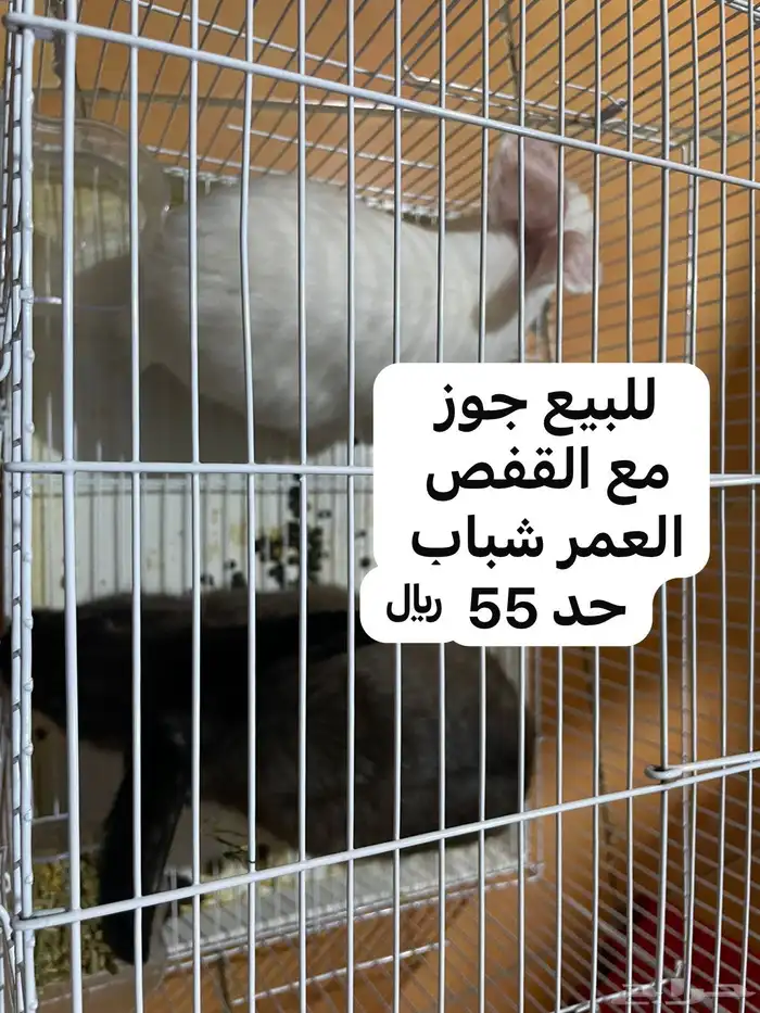 للبيع جوز ارانب مع الشبك 0