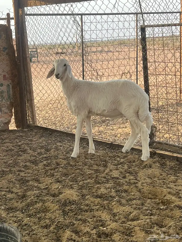 تمم البيع 1