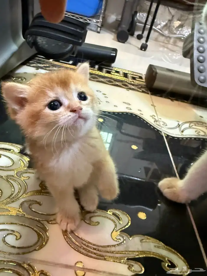 سكوتش قولد للبيع 3
