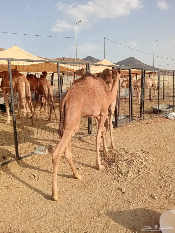 قعدان صومالي تربيه ثلاث شهور للبيع 4