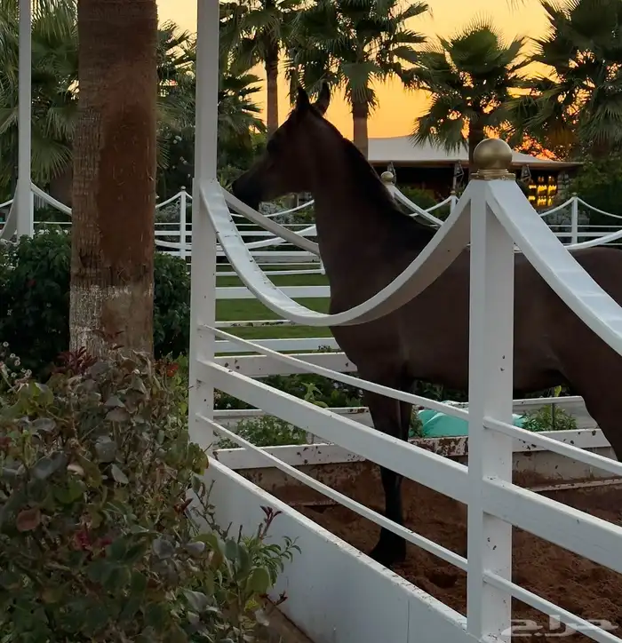 خيل مهر للبيع 6