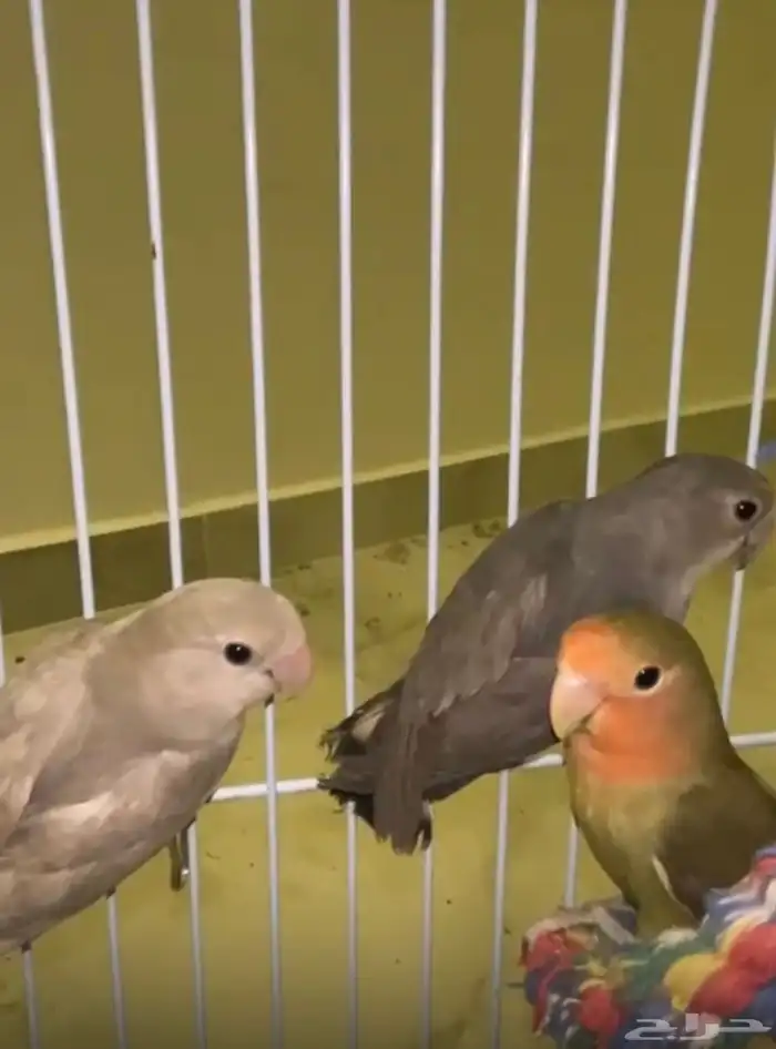 روز فروخ 2