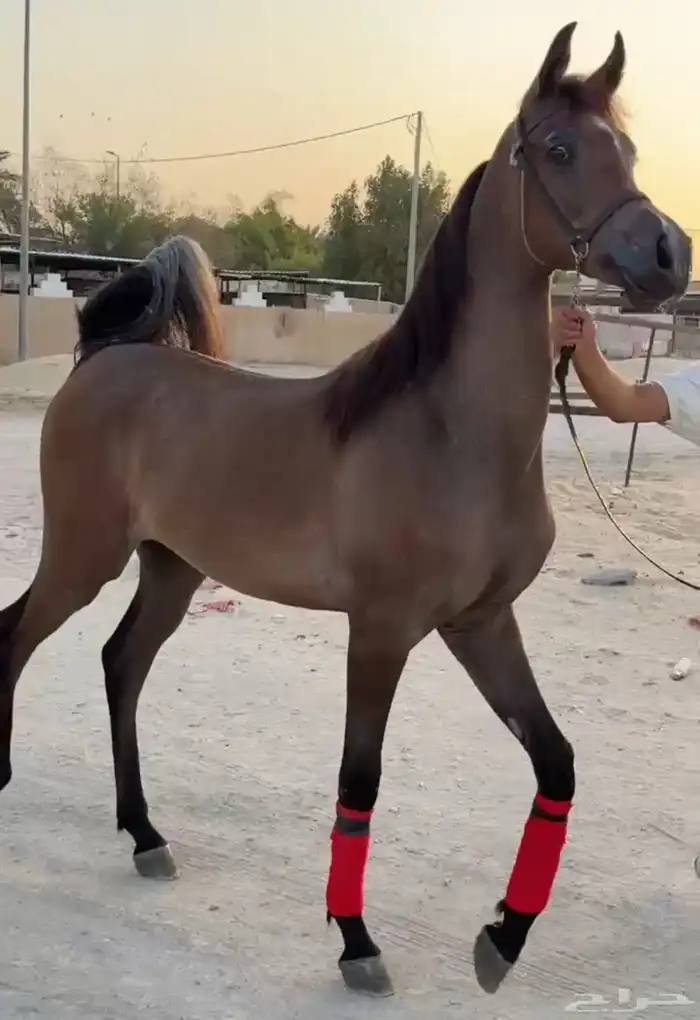 خيل مهر للبيع 0