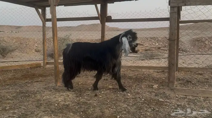 تيس فحل عارضي صنف شرط القريع والمالطية 1