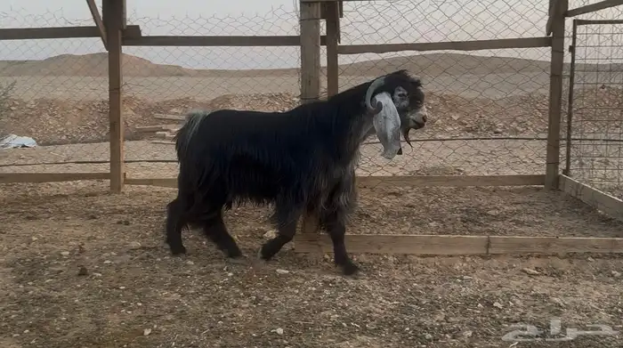 تيس فحل عارضي صنف شرط القريع والمالطية 0