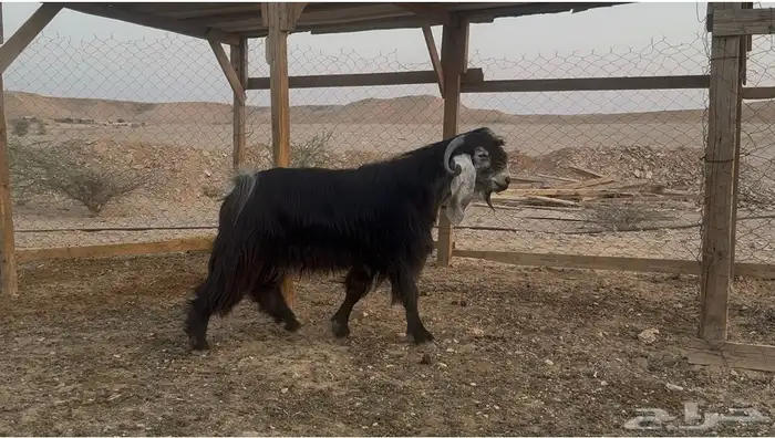 تيس فحل عارضي صنف شرط القريع والمالطية 2