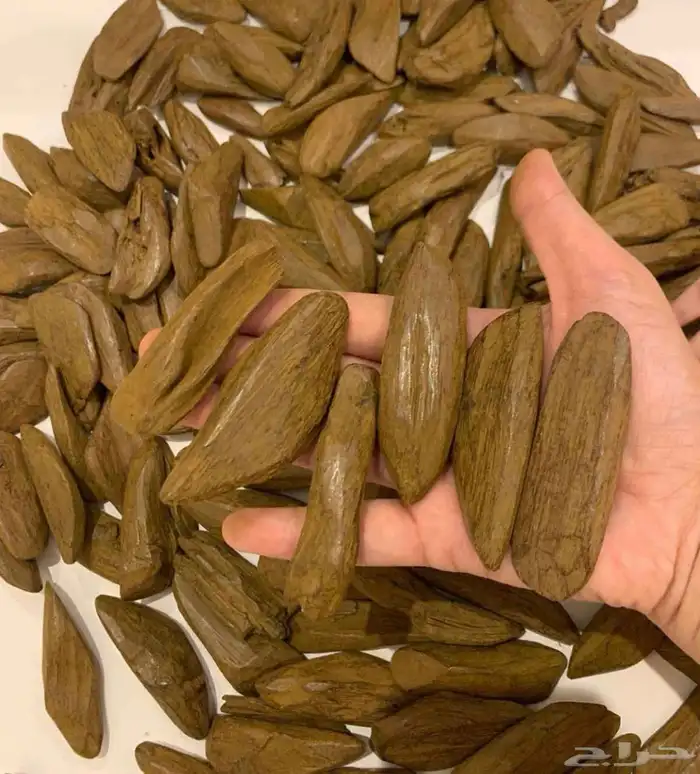 عود طبيعي محسن صيده 1
