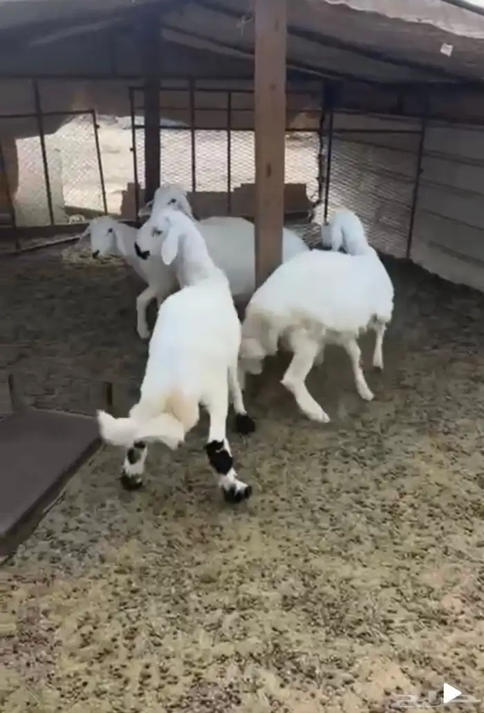 4 طليان بريه وكفو جبره 1