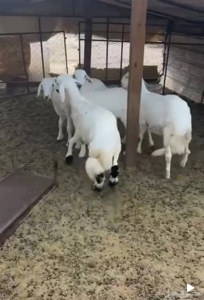 4 طليان بريه وكفو جبره 0
