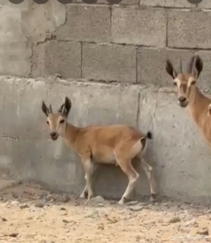 وعل للبيع لون وقرن بسم الله 10