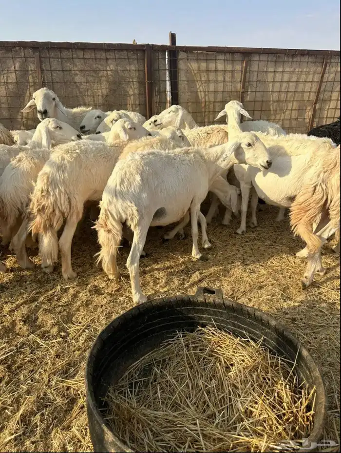 للبيع غنم حريات مراح واحد 0