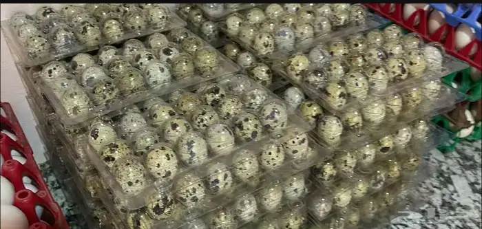بيض سمان 0