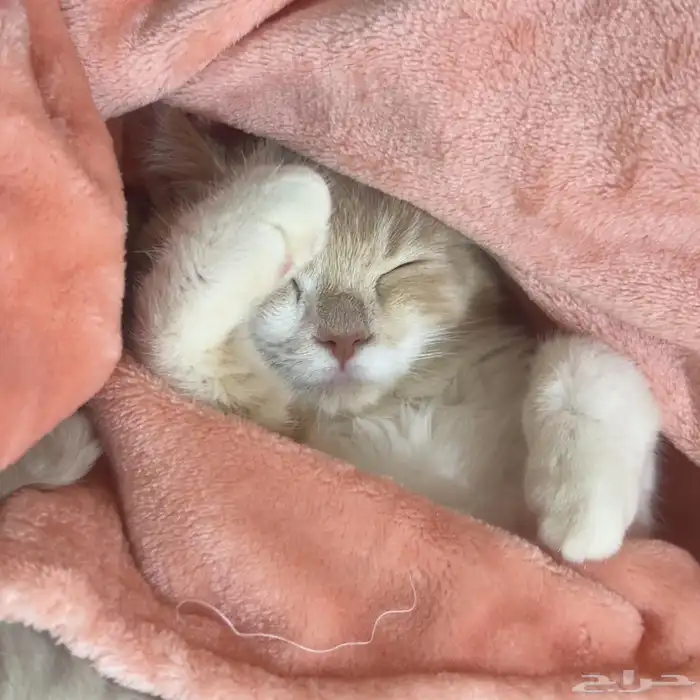 قط شيرازي للتبني 2