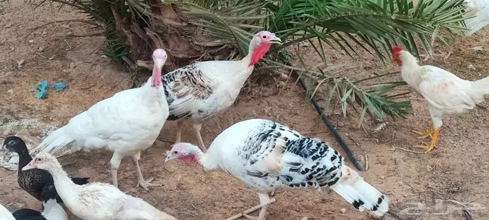 ديك ودجاج رومي 4