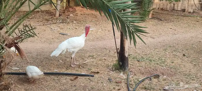 ديك ودجاج رومي 7