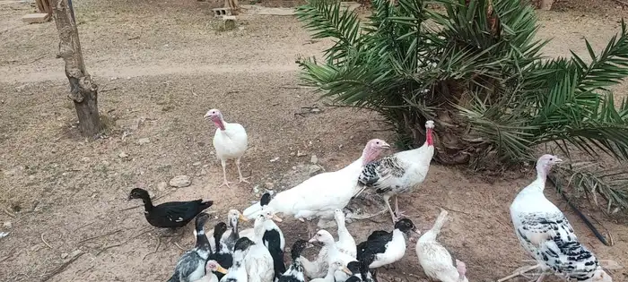 ديك ودجاج رومي 1